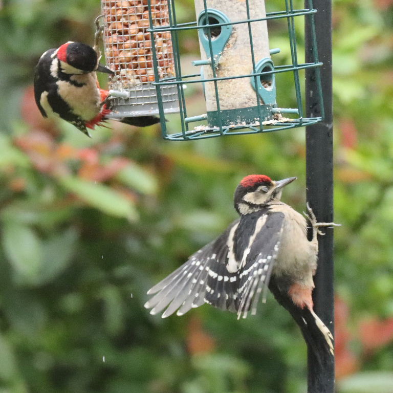 Great Spotted Woodpecker juvenile