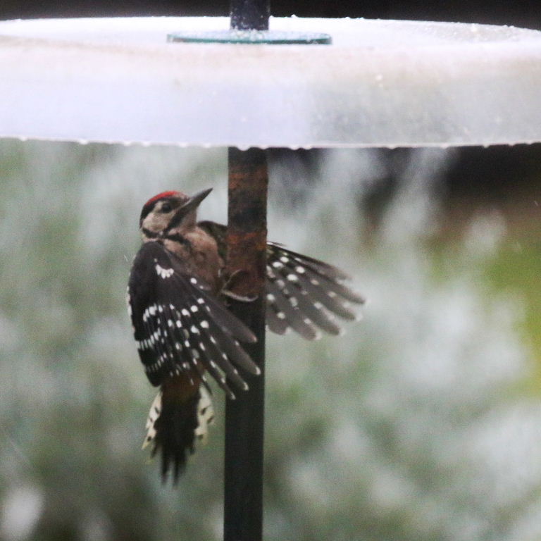 Great Spotted Woodpecker juvenile