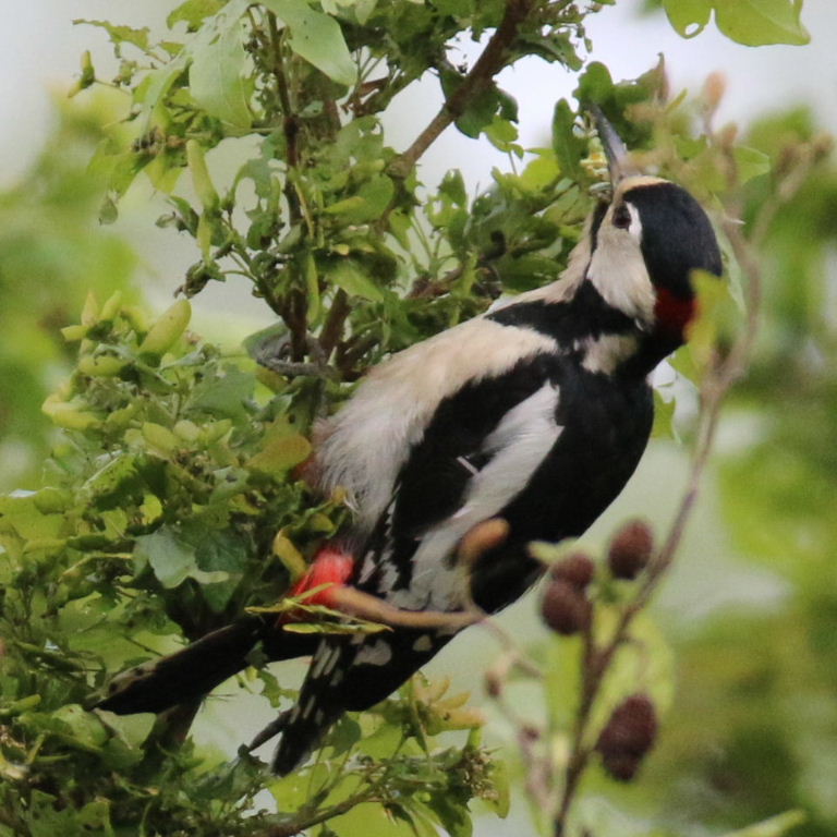 Great Spotted Woodpecker gathering caterpillars