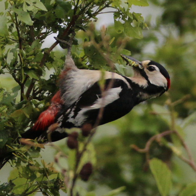 Great Spotted Woodpecker gathering caterpillars