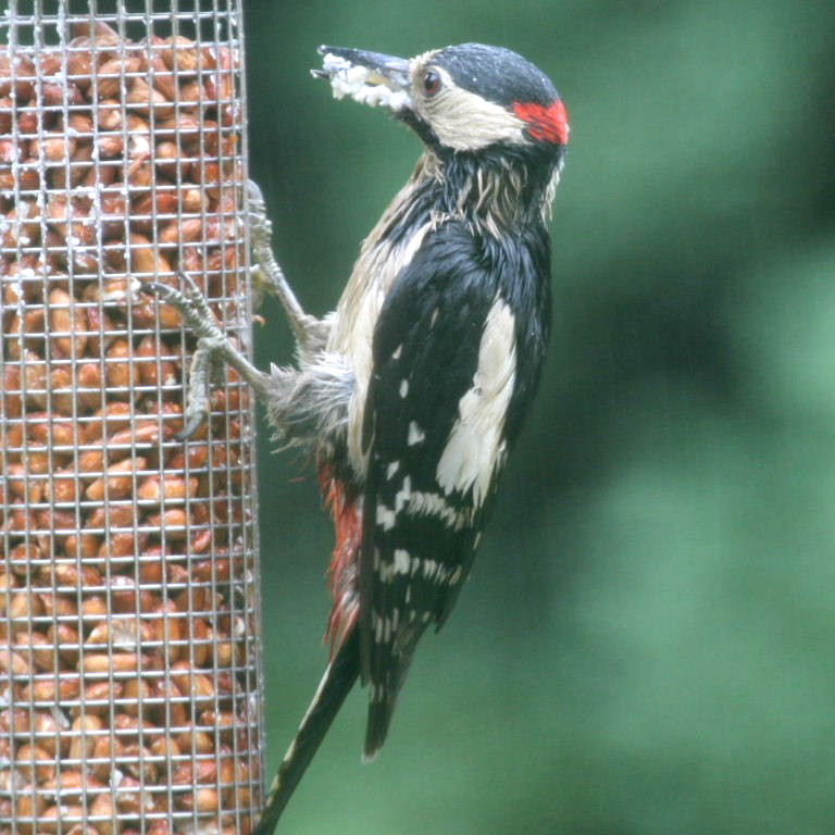 Great Spotted Woodpecker male