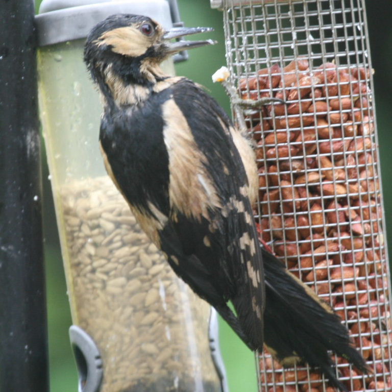 Great Spotted Woodpecker female