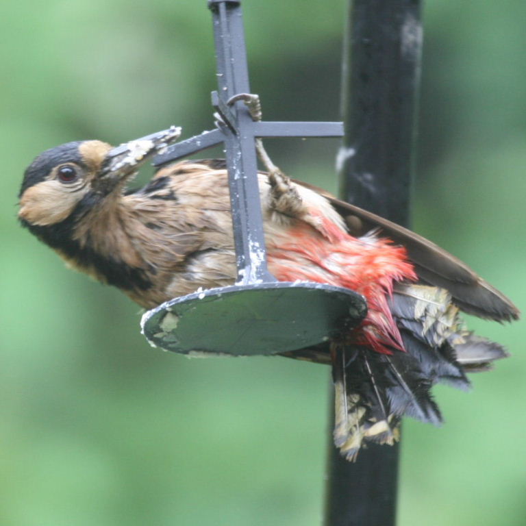 Great Spotted Woodpecker female