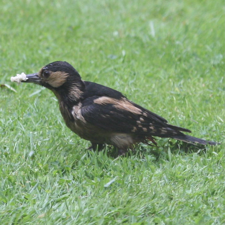 Great Spotted Woodpecker on the ground