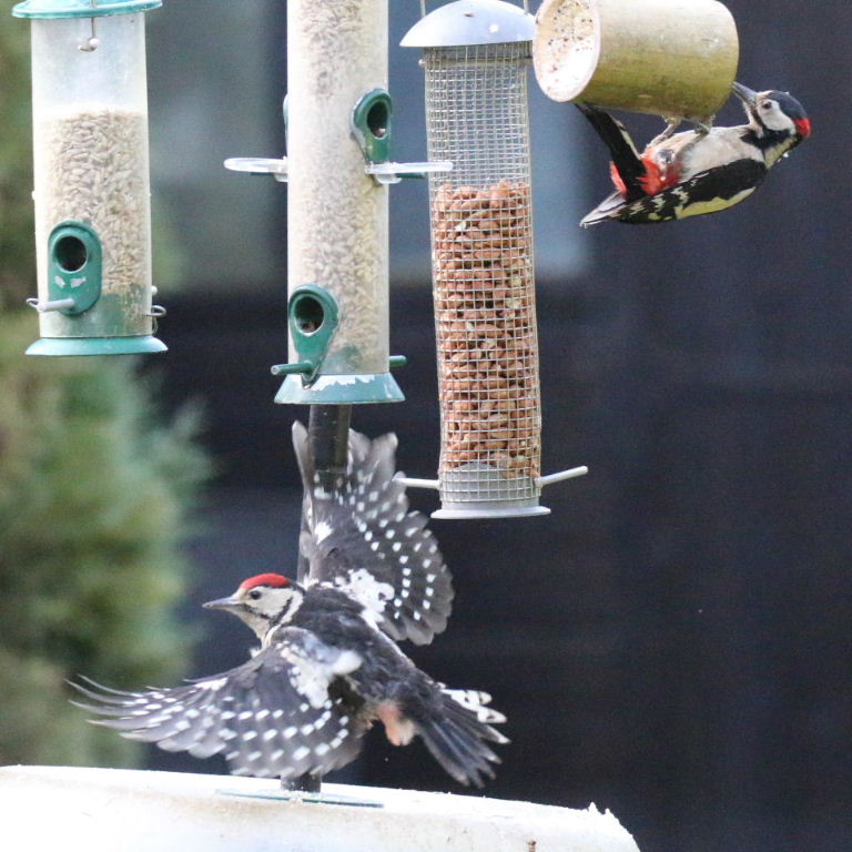 Great Spotted Woodpeckers