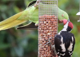 woodpeckers arguments with parakeets
