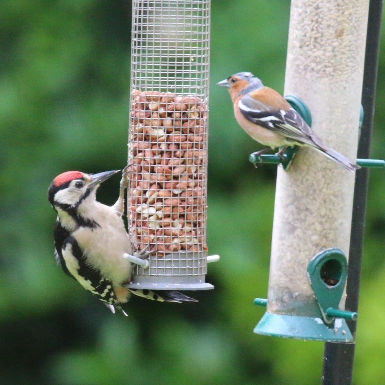 Great Spotted Woodpecker with Chaffinch