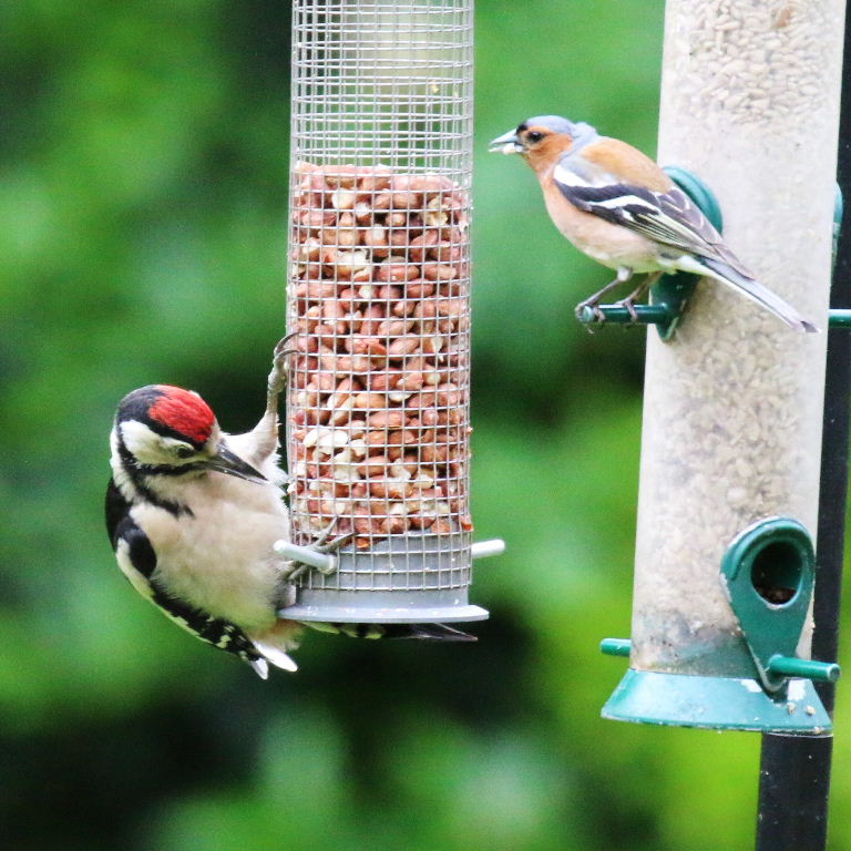 Great Spotted Woodpecker with Chaffinch