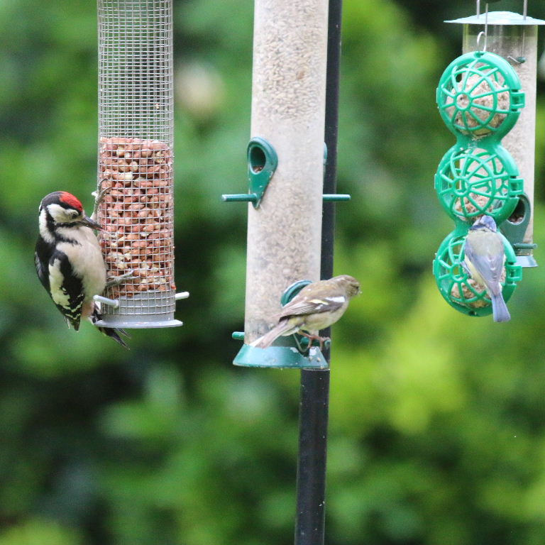 Great Spotted Woodpecker with Chaffinch and Blue tit