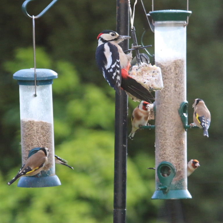 Great Spotted Woodpecker with Goldfinch