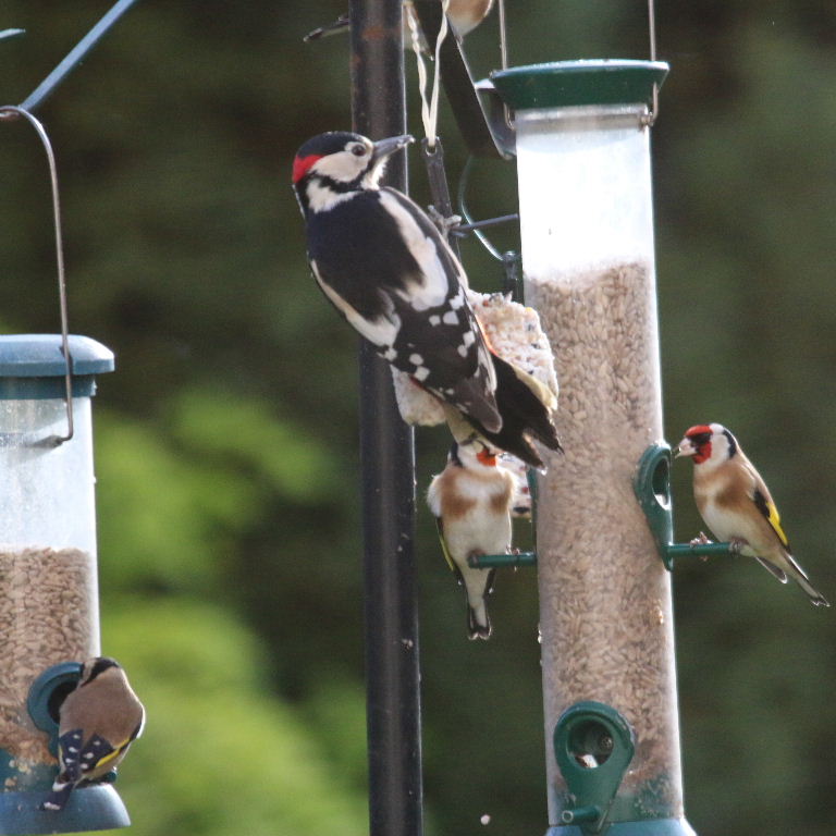 Great Spotted Woodpecker with Goldfinch