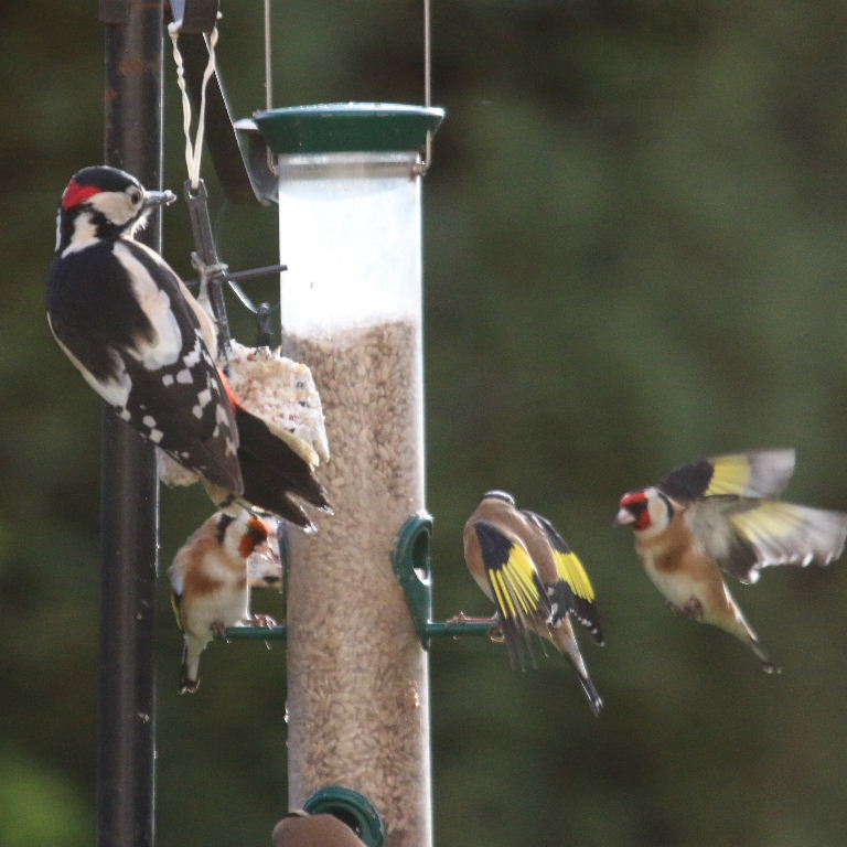 Great Spotted Woodpecker with Goldfinch