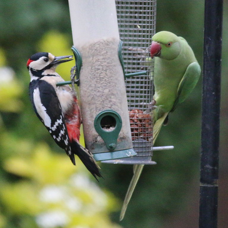 Great Spotted Woodpecker with Parakeet