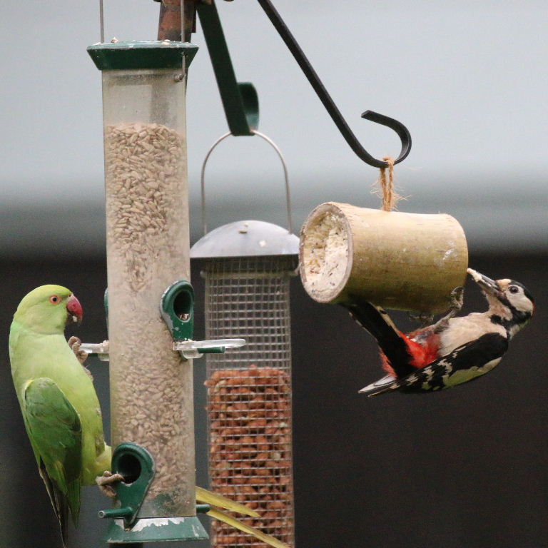 Great Spotted Woodpecker with Parakeet
