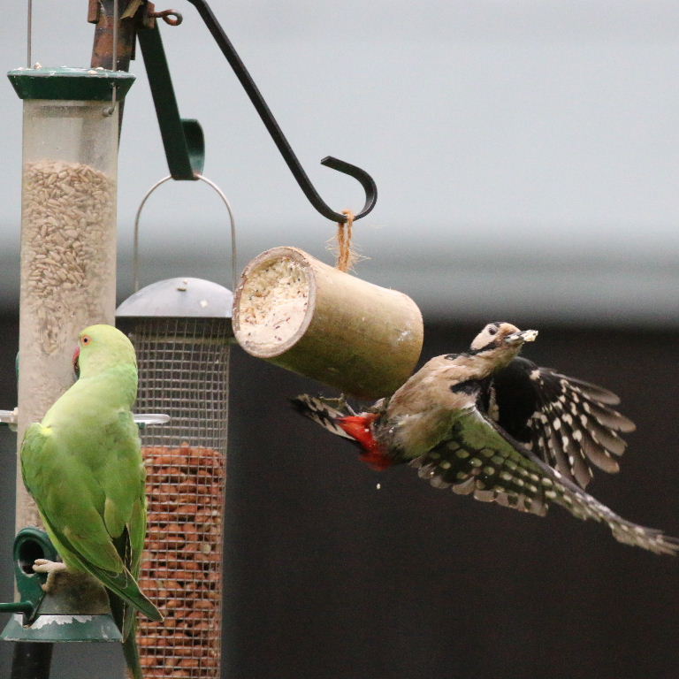 Great Spotted Woodpecker with Parakeet