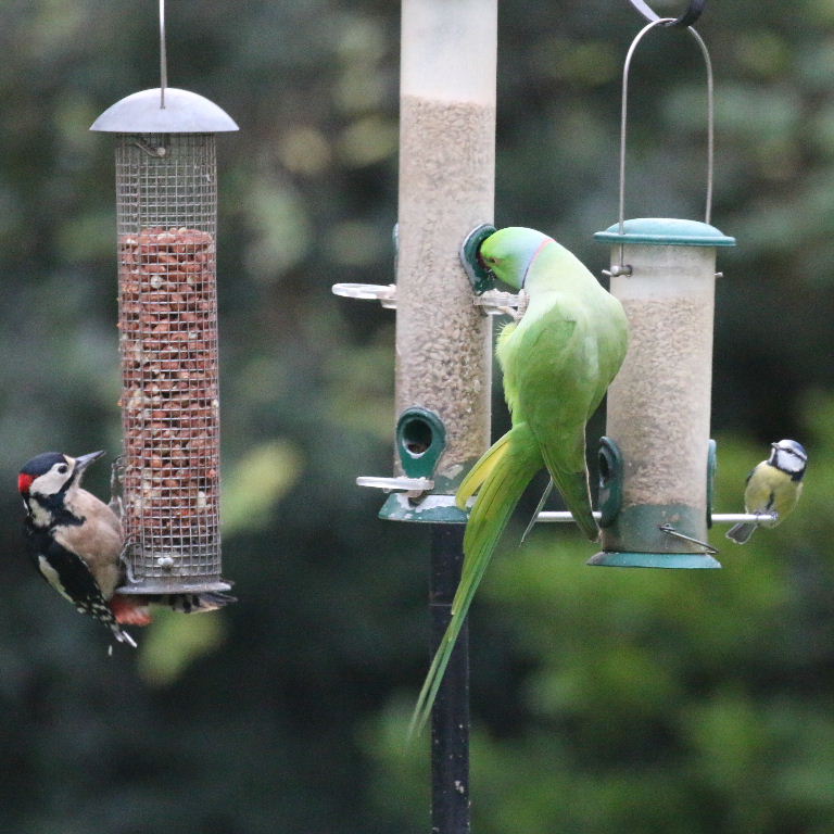 Great Spotted Woodpecker with Parakeet