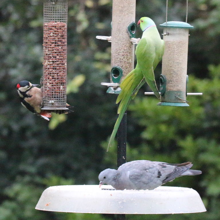 Great Spotted Woodpecker with Parakeet