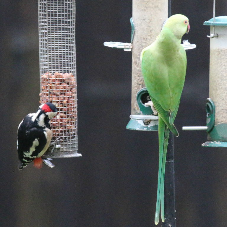 Great Spotted Woodpecker with Parakeet
