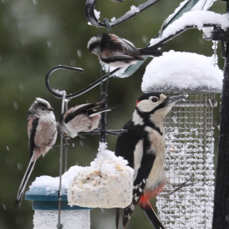 Great Spotted Woodpecker with Long-tailed Tits