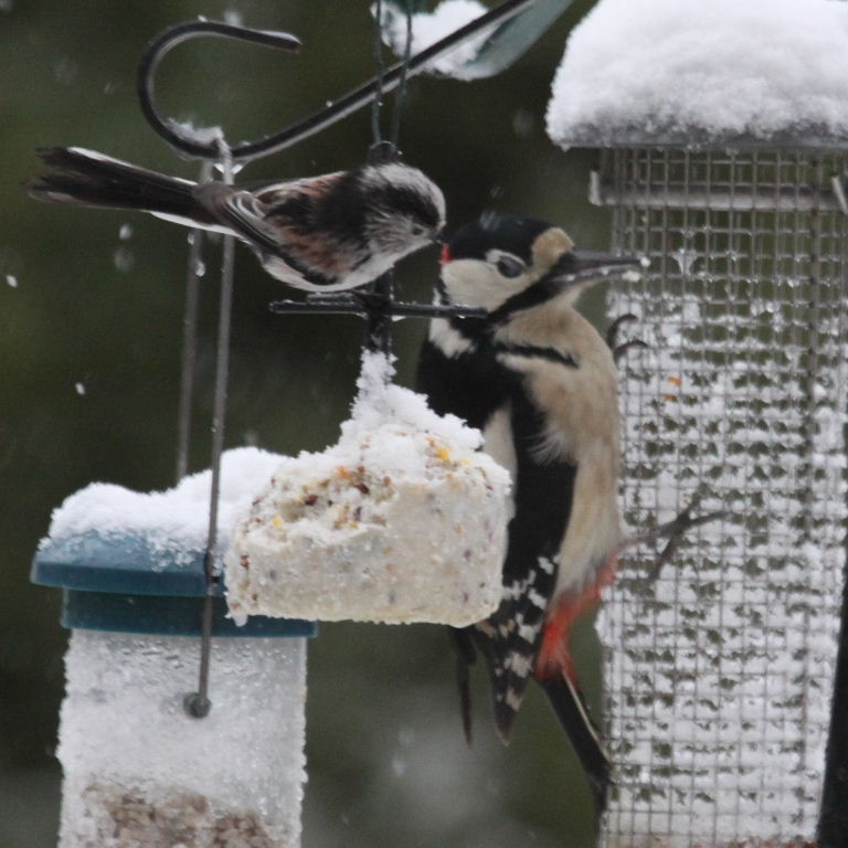 Great Spotted Woodpecker with Long-tailed Tit