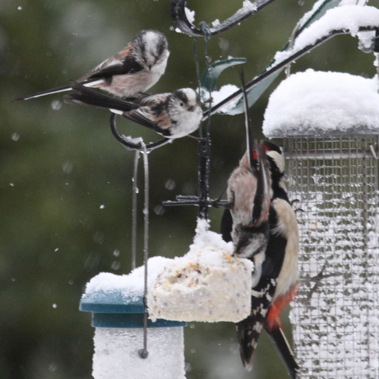 Great Spotted Woodpecker with Long-tailed Tit