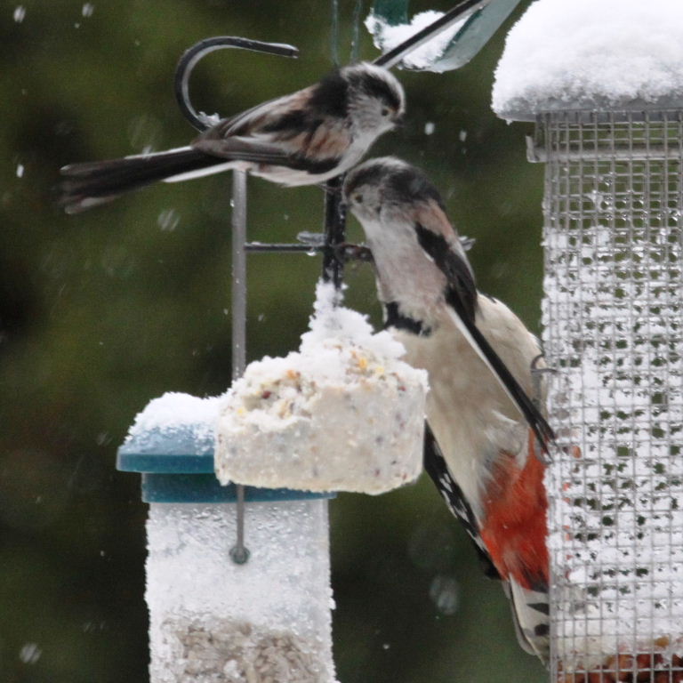 Great Spotted Woodpecker with Long-tailed Tit