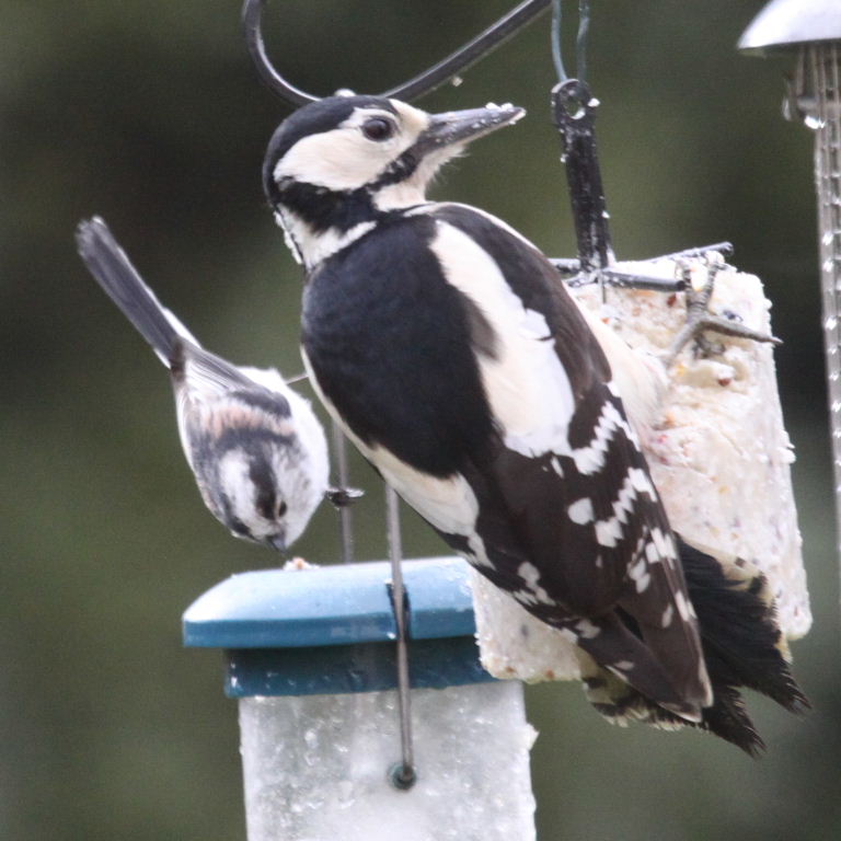 Great Spotted Woodpecker with Long-tailed Tit