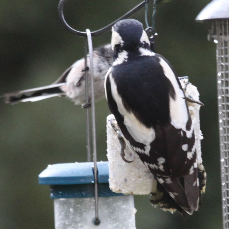 Great Spotted Woodpecker with Long-tailed Tit