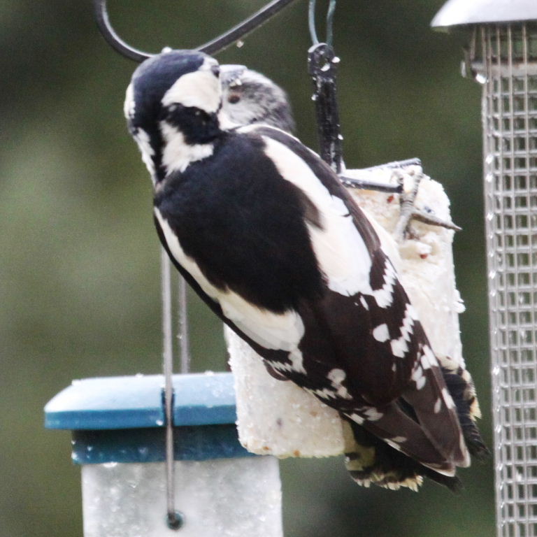 Great Spotted Woodpecker with Long-tailed Tit