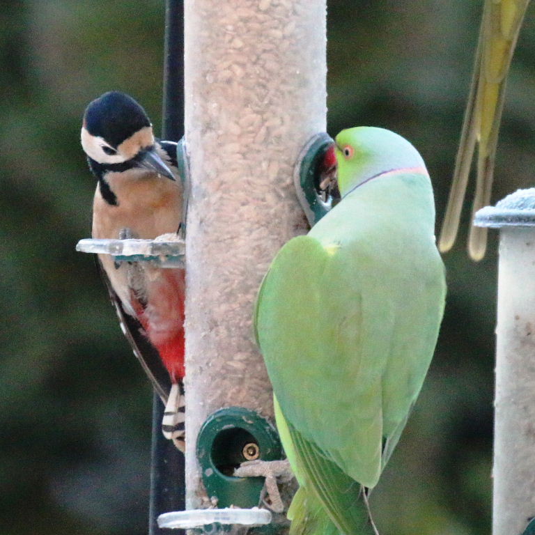 Great Spotted Woodpecker with Ring-necked Parakeet