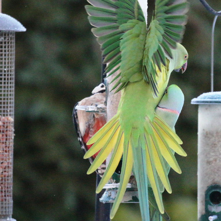Great Spotted Woodpecker with Parakeet