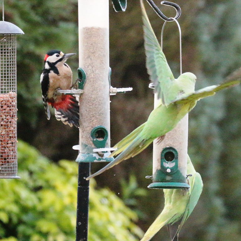 Great Spotted Woodpecker with Parakeet