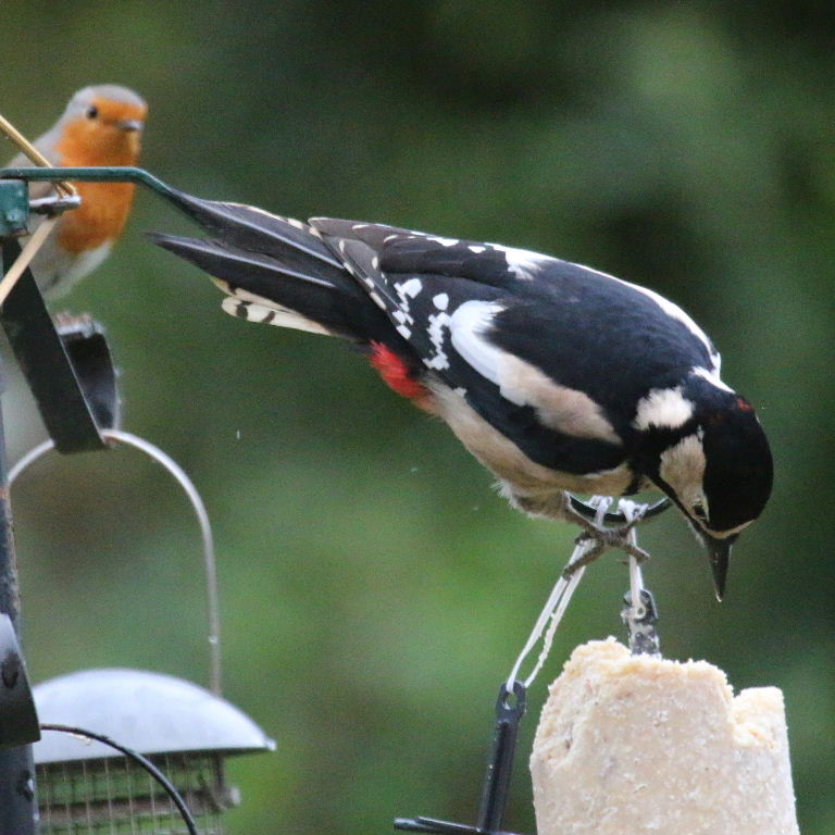 Great Spotted Woodpecker with Robin