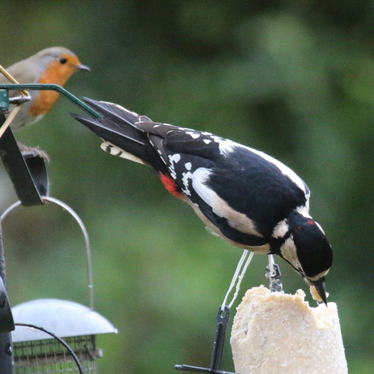 Great Spotted Woodpecker with Robin