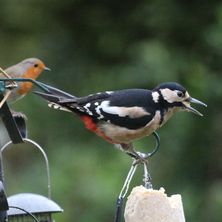 Great Spotted Woodpecker with Robin