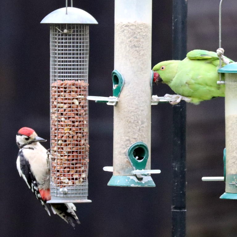 Great Spotted Woodpecker with Ring-necked Parakeet