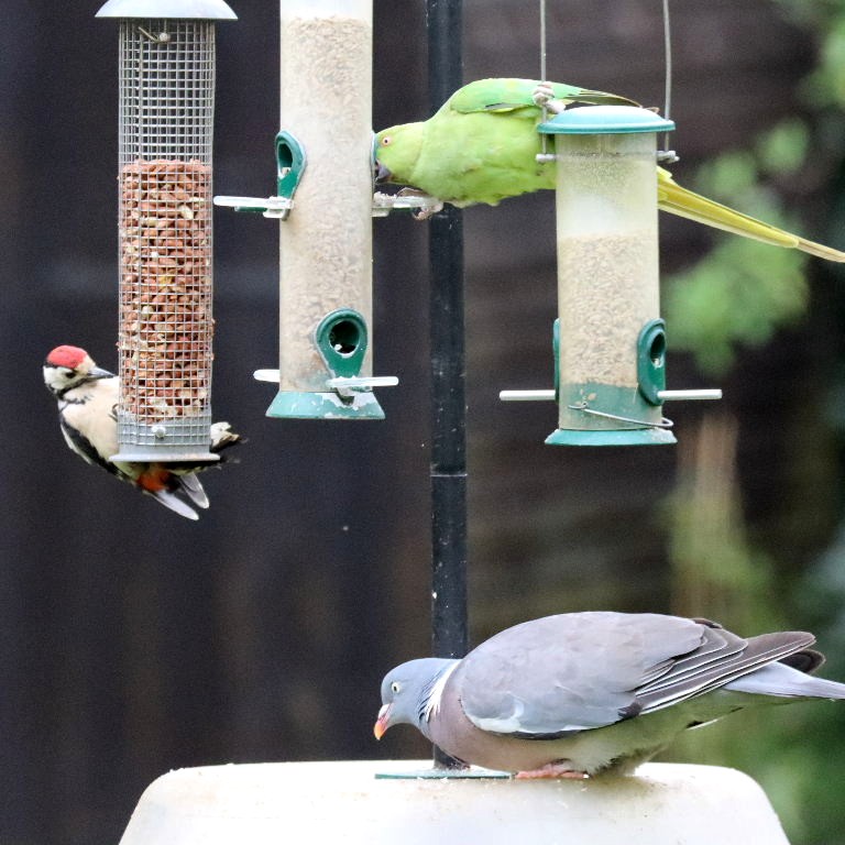 Great Spotted Woodpecker with Ring-necked Parakeet and Wood Pigeon