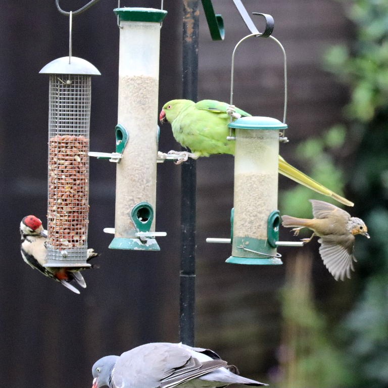 Great Spotted Woodpecker with Ring-necked Parakeet and Robin