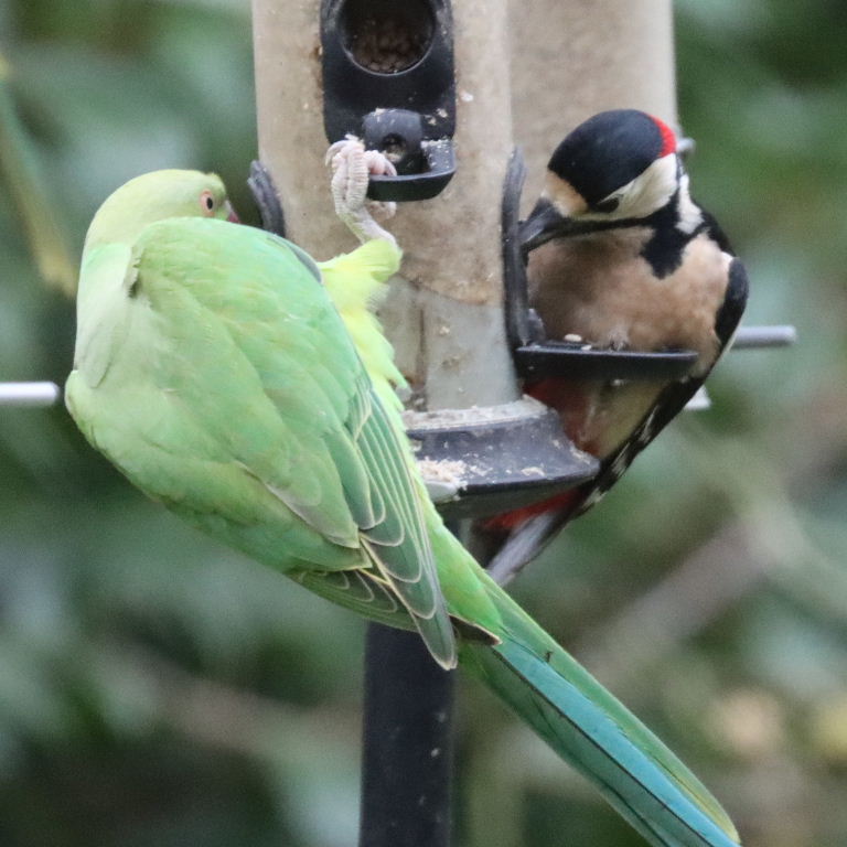 Great Spotted Woodpecker with Parakeet