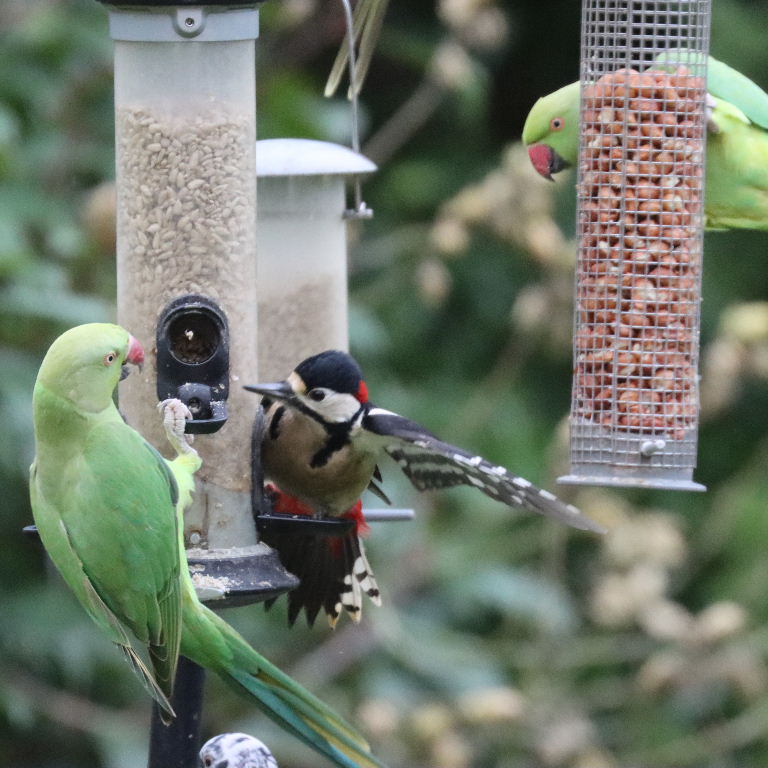 Great Spotted Woodpecker with Parakeet