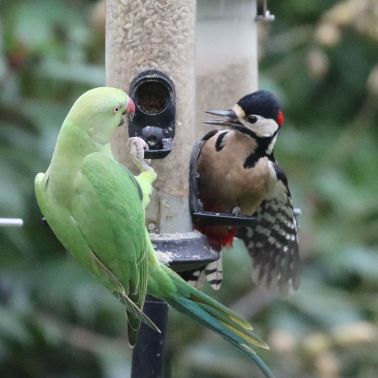 Great Spotted Woodpecker with Parakeet