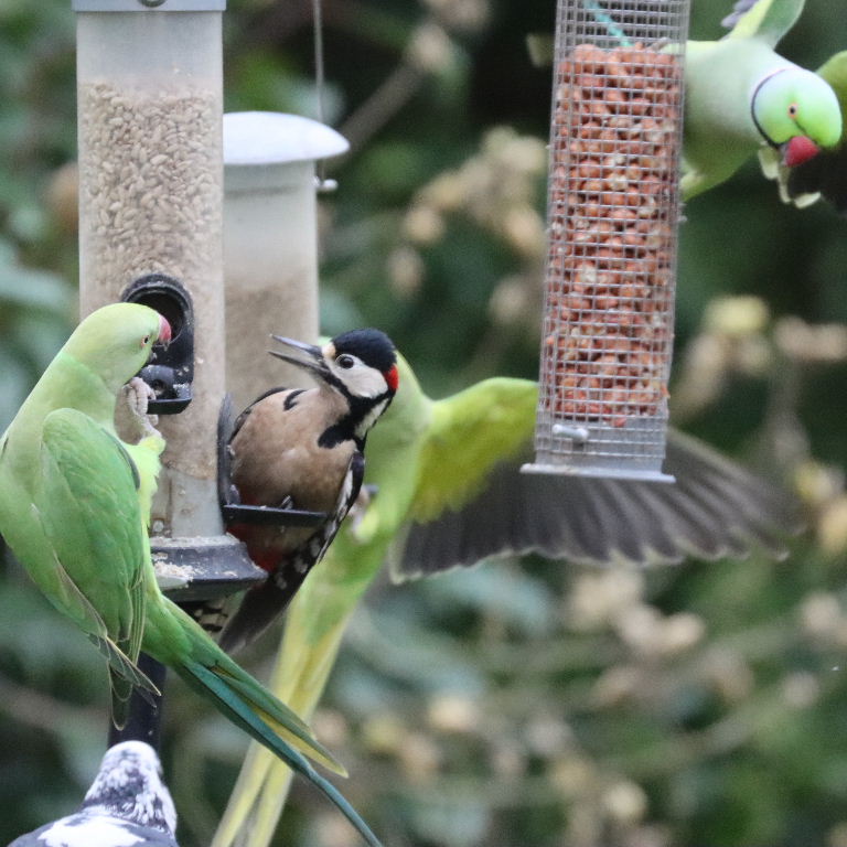 Great Spotted Woodpecker with Parakeet