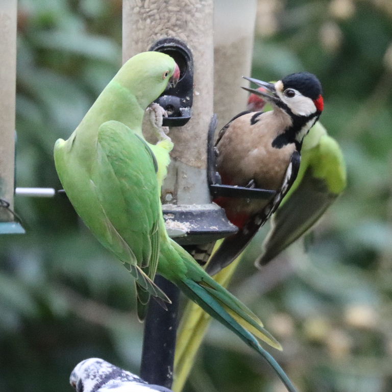 Great Spotted Woodpecker with Parakeet