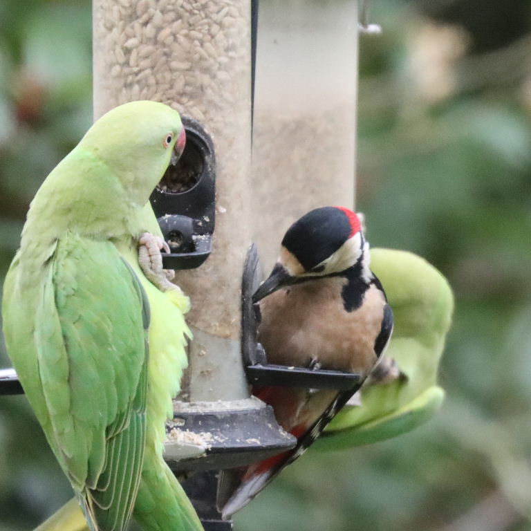 Great Spotted Woodpecker with Parakeet