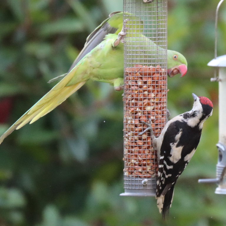 Great Spotted Woodpecker with Parakeet