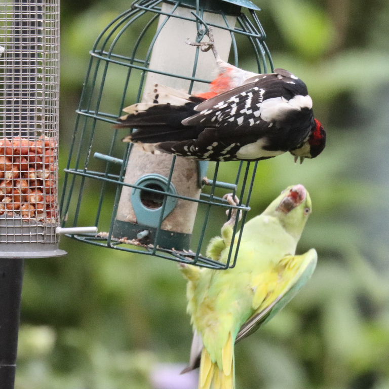 Great Spotted Woodpecker with Parakeet