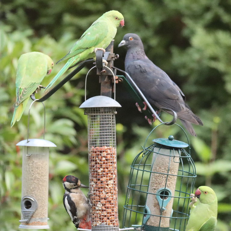 Great Spotted Woodpecker with Parakeet