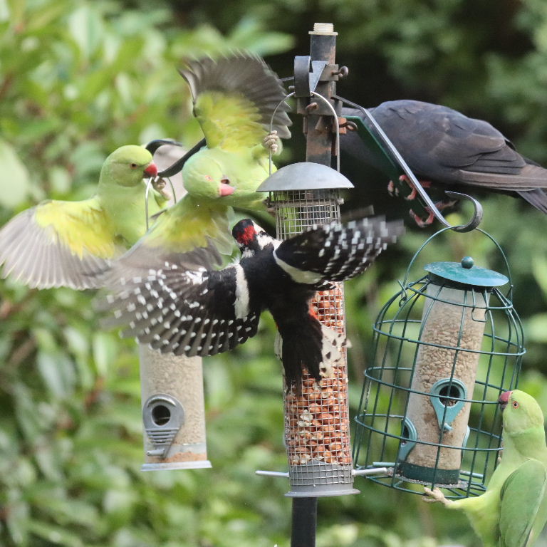 Great Spotted Woodpecker with Parakeet