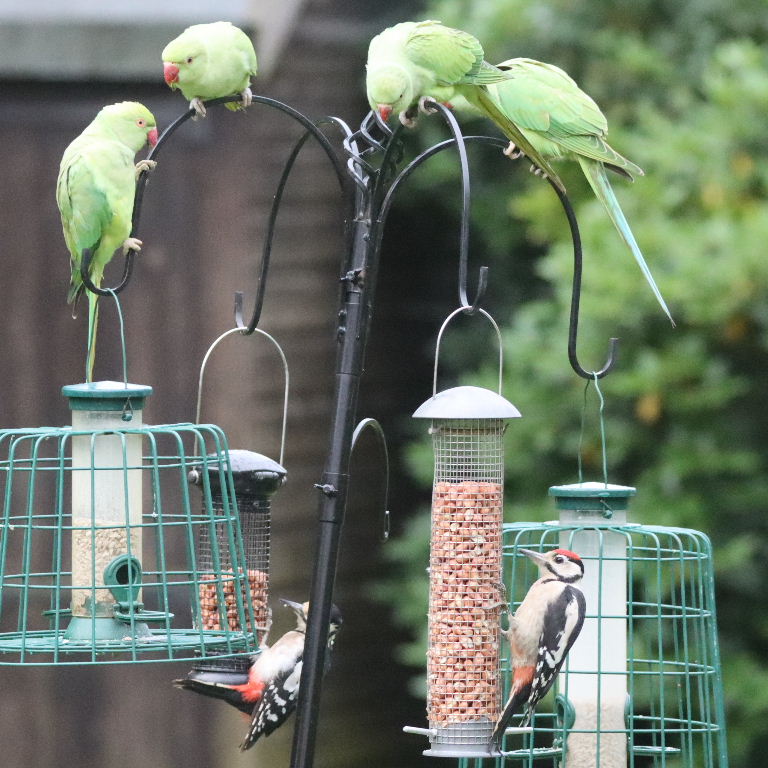 Great Spotted Woodpecker with Parakeet