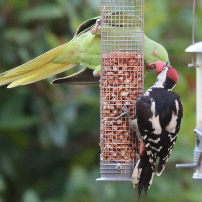 Great Spotted Woodpecker with Parakeet